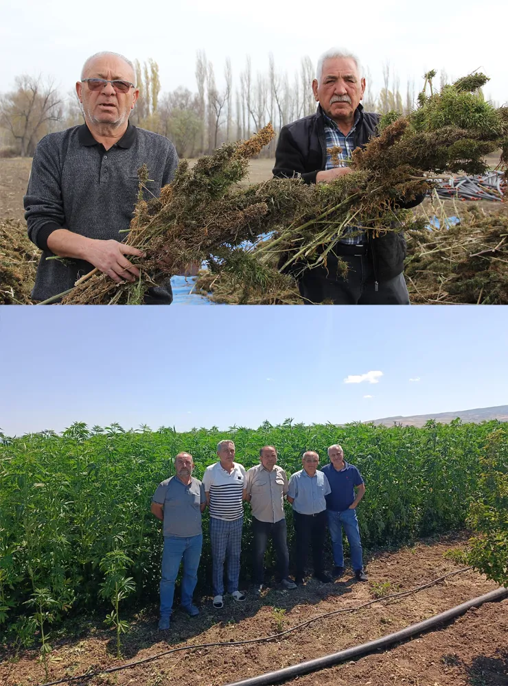 Endüstriyel kenevirin hasadı gerçekleşti